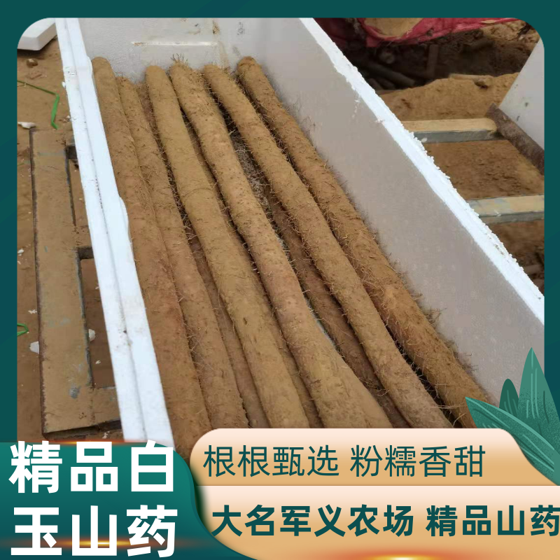 【牛商推荐】河北县白玉山药自有农场直供大通货诚信报价