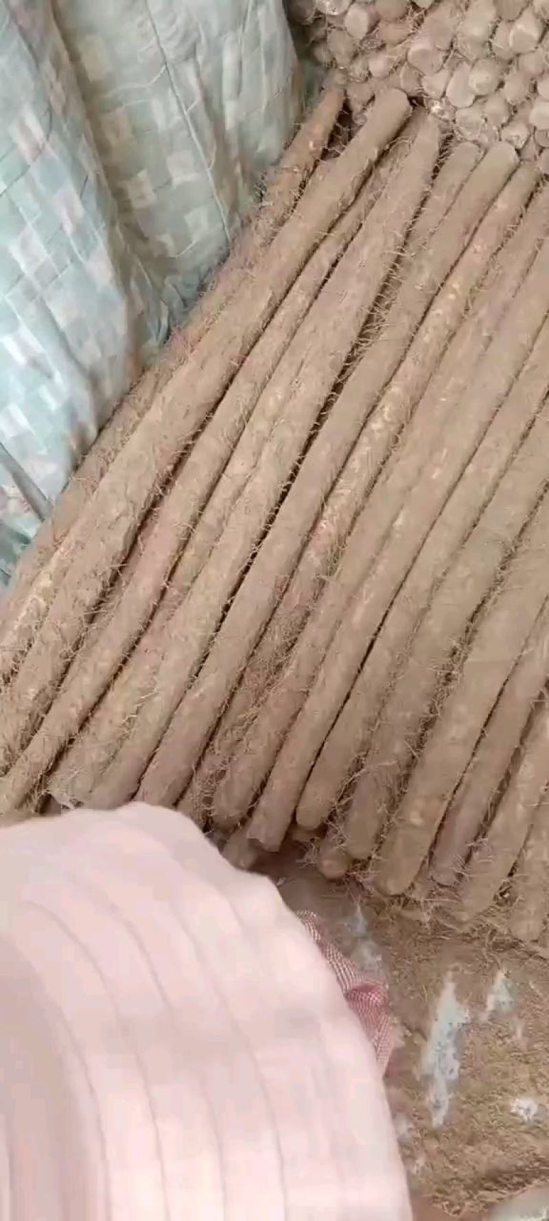 【牛商推荐】河北县白玉山药自有农场直供大通货诚信报价