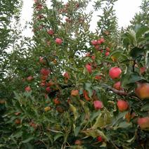 山西省榆次区嘎啦苹果大量成熟，口感脆甜香，果面干净，