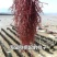 龙须菜盐渍龙须菜保鲜龙须菜凉拌菜海中珍品龙须菜包邮