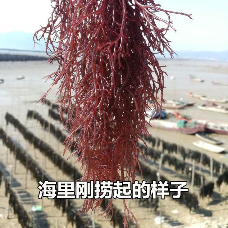 龙须菜盐渍龙须菜保鲜龙须菜凉拌菜海中珍品龙须菜包邮