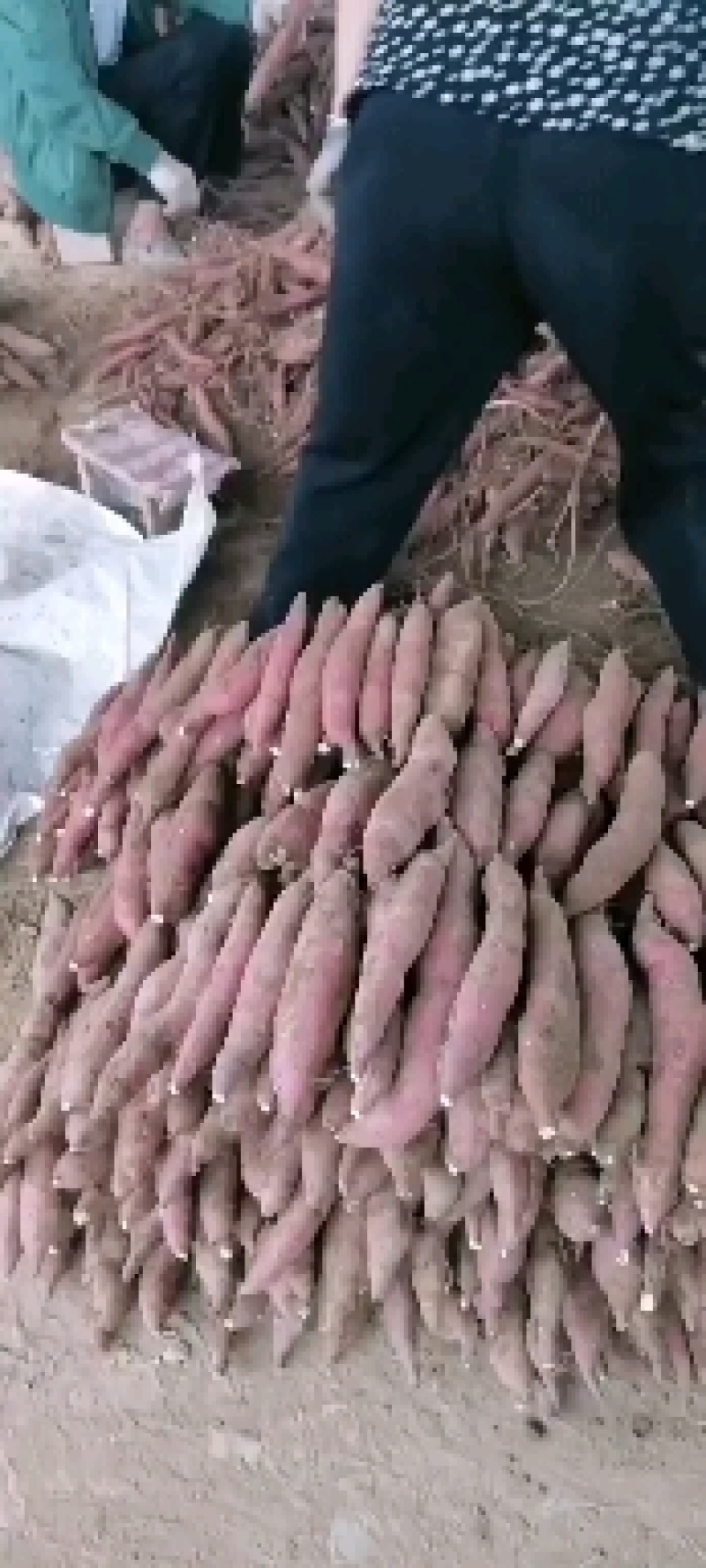 新鲜的临潼板栗薯红薯大量上，产地发货，干面甜，无丝口感好