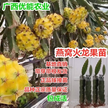 燕窝果苗燕窝火龙果苗新品种黄皮白肉火龙果苗瓜多厄尔麒麟果