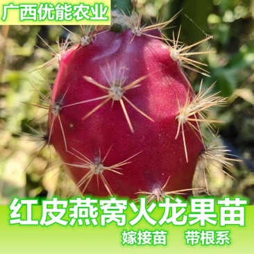红皮燕窝火龙果苗燕窝火龙果苗红皮火龙果苗