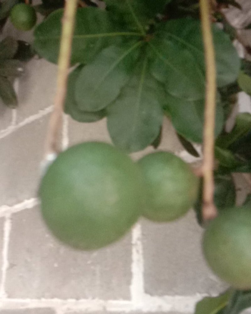 云南夏威夷果又名坚果