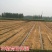 稻草苫子草绳厂家直供一手货源价格美丽质量保证