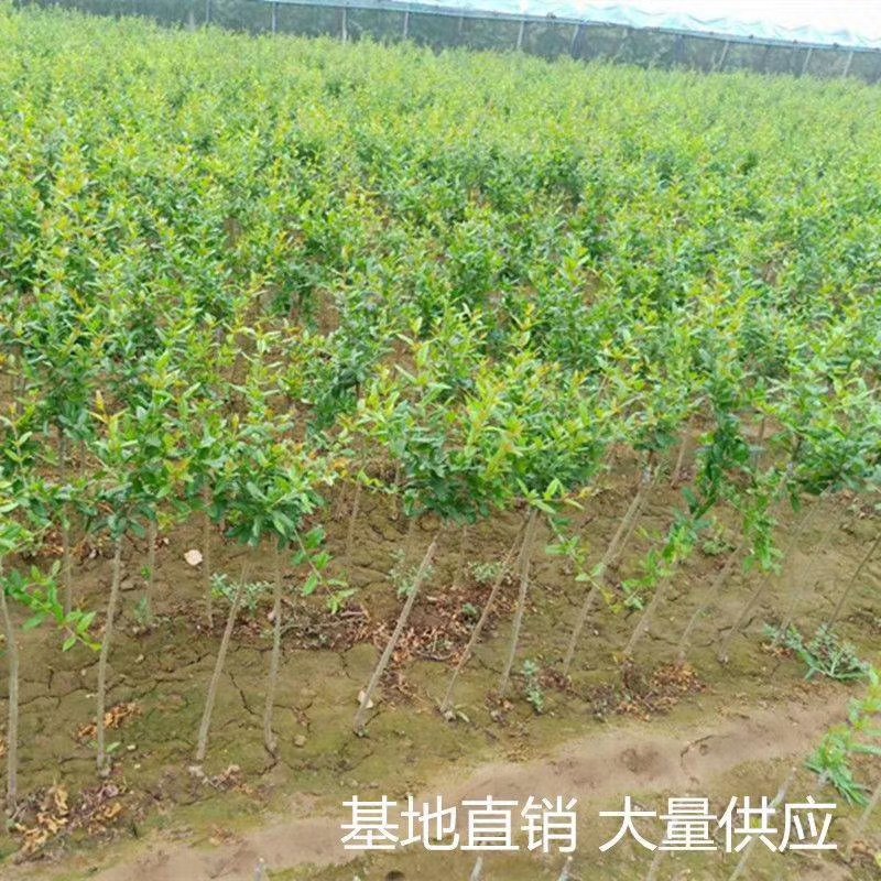 石榴苗突尼斯软子石榴树嫁接成品苗红宝石大果石榴果树苗批发