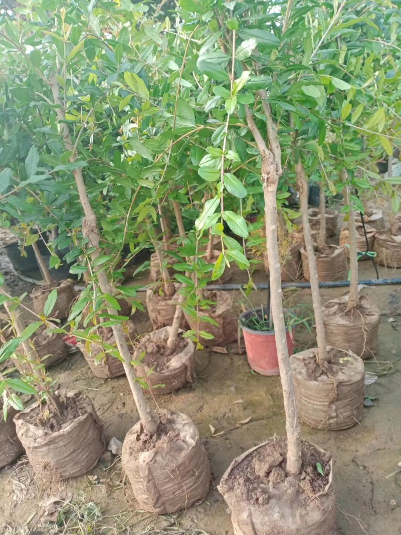 石榴苗突尼斯软子石榴树嫁接成品苗红宝石大果石榴果树苗批发