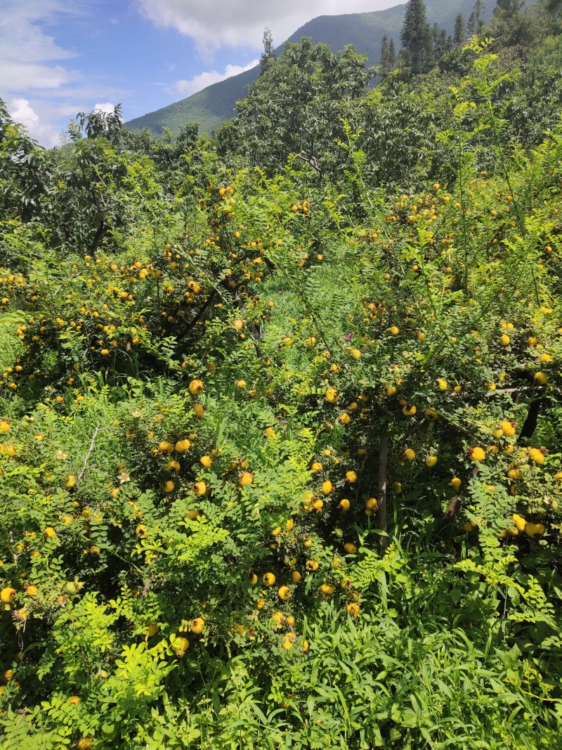 高山刺梨