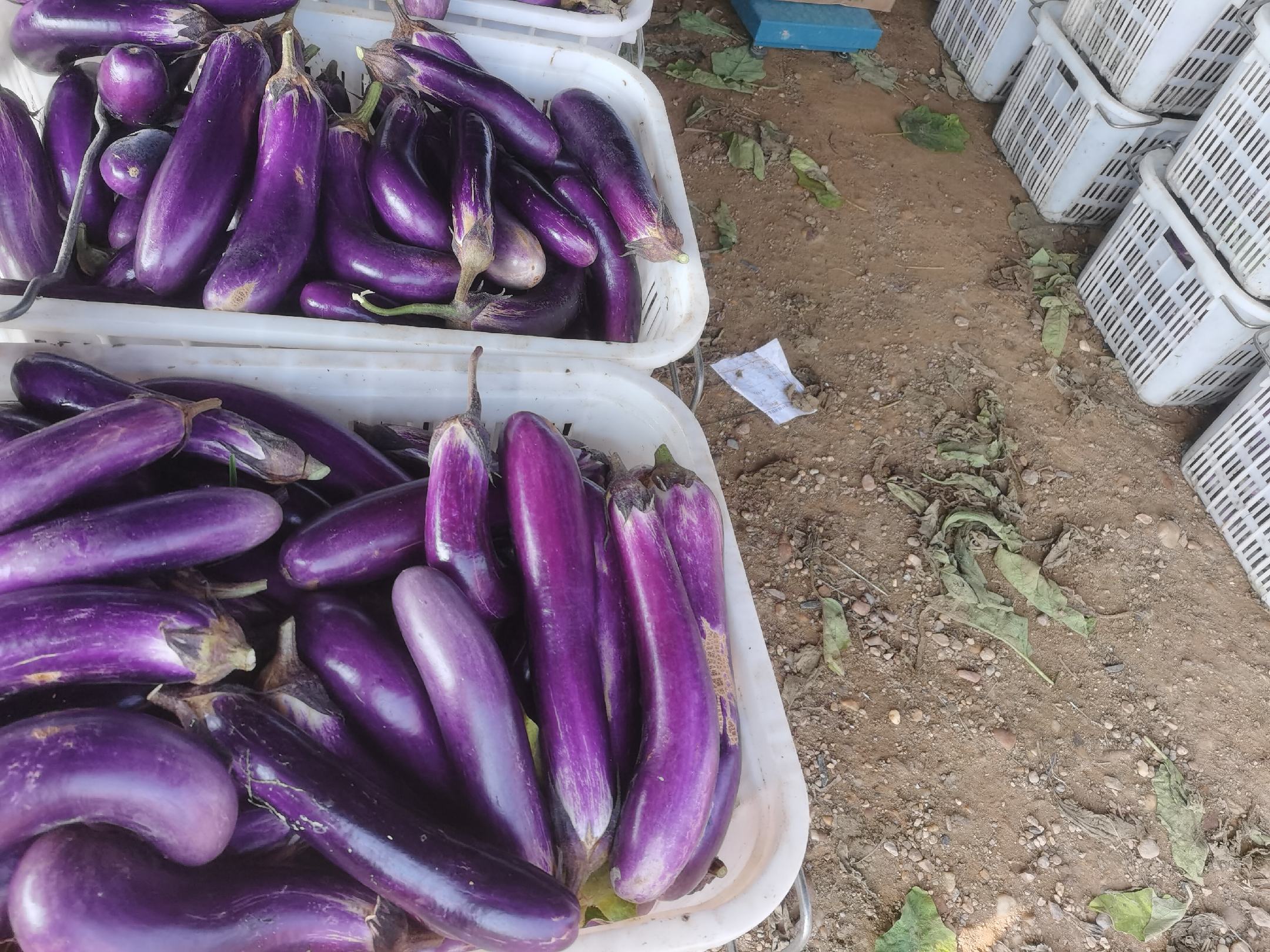 地窖内储存茄子的实景图
