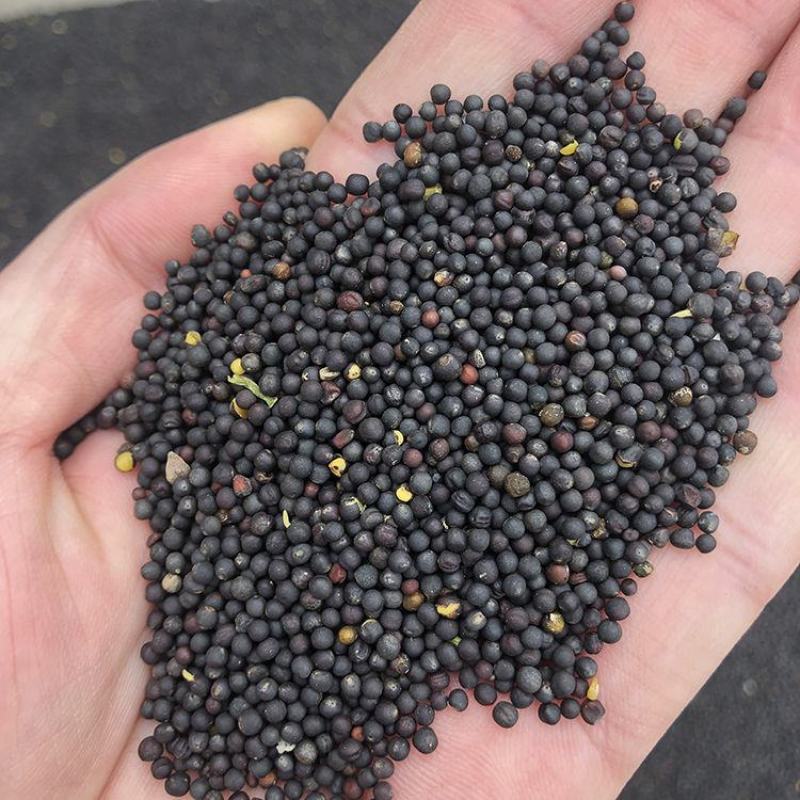 油菜籽，厂家直销精品油菜籽欢迎各位老板联系