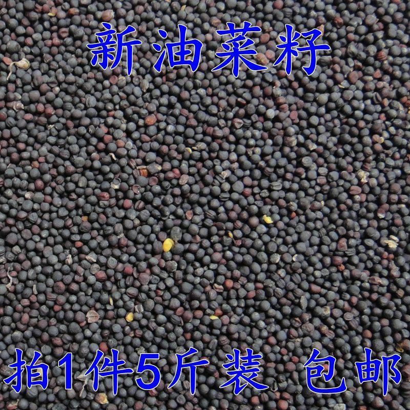 油菜籽，厂家直销精品油菜籽欢迎各位老板联系