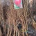 无籽石榴苗特大软子石榴苗突尼斯软子石榴苗特大果石榴树果树