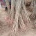 无籽石榴苗特大软子石榴苗突尼斯软子石榴苗特大果石榴树果树