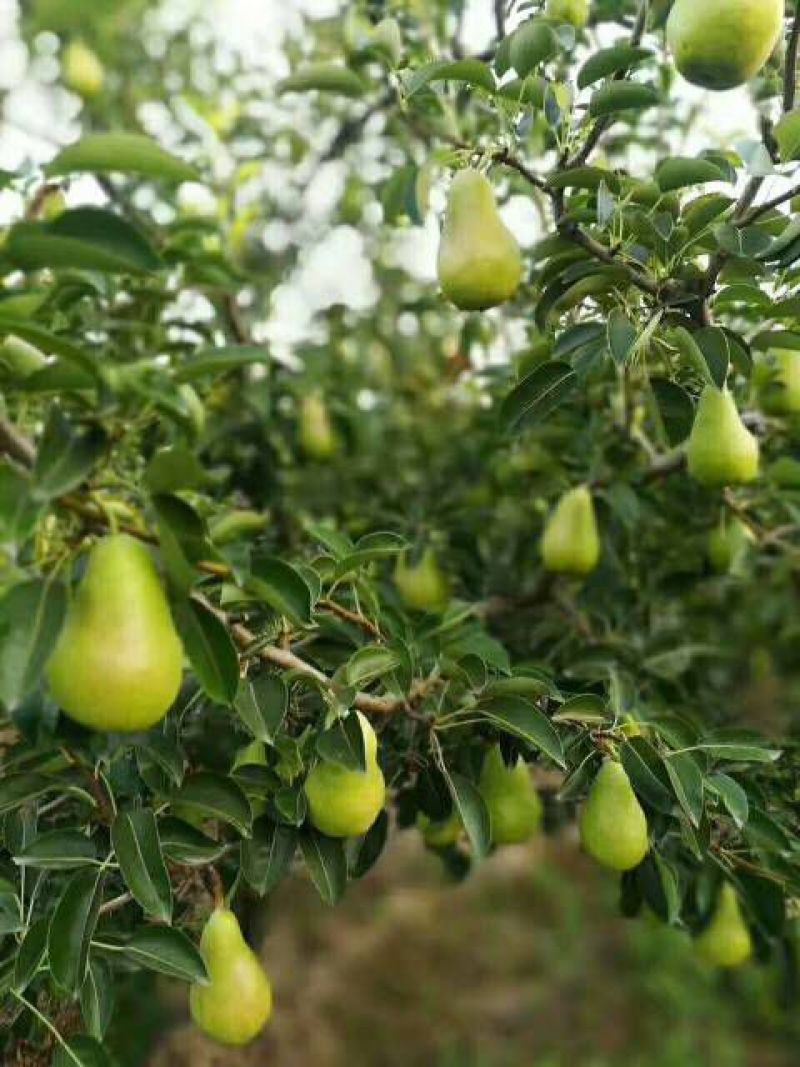 甘肃天水香焦梨巴梨洋梨鸡大腿梨金黄浓蜜多汁核小