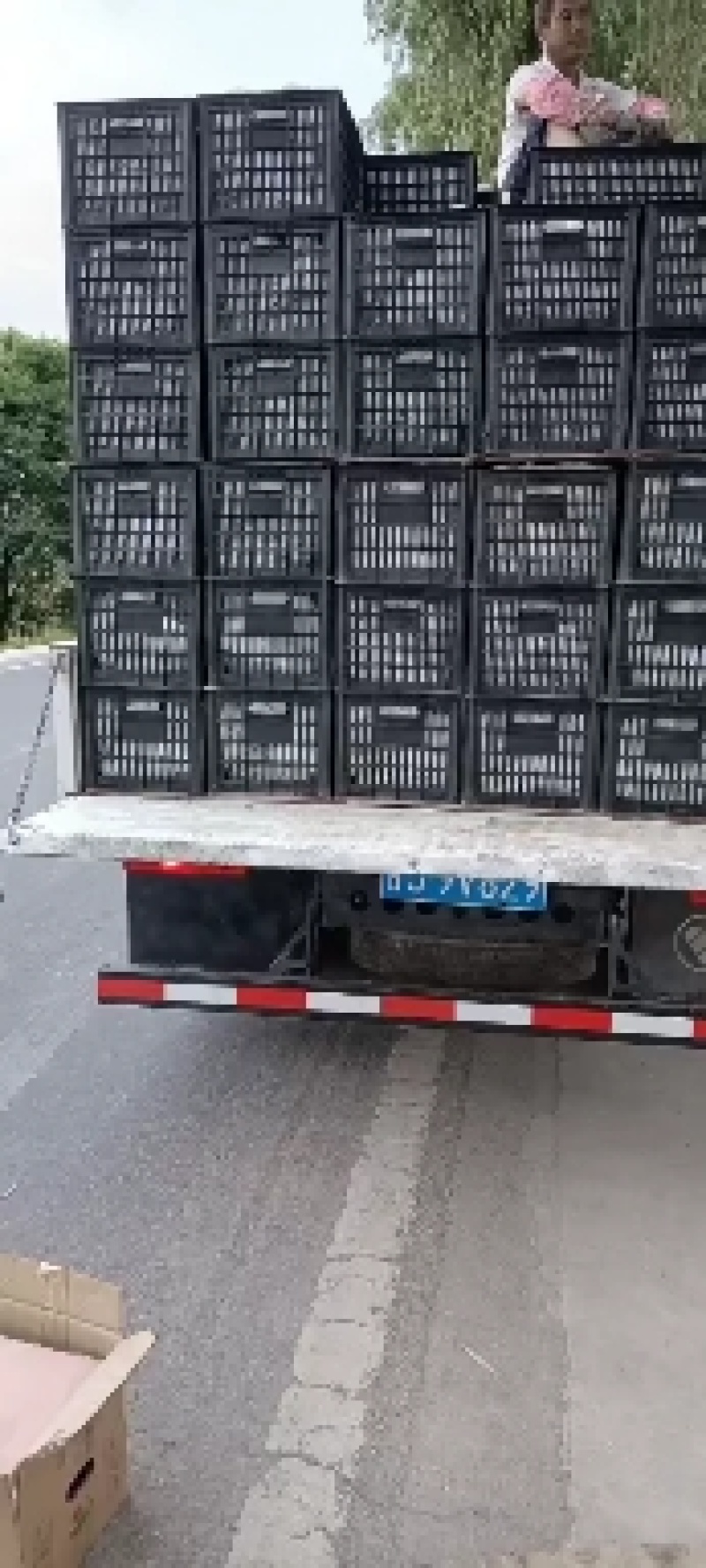 甘肃天水香焦梨巴梨洋梨鸡大腿梨金黄浓蜜多汁核小