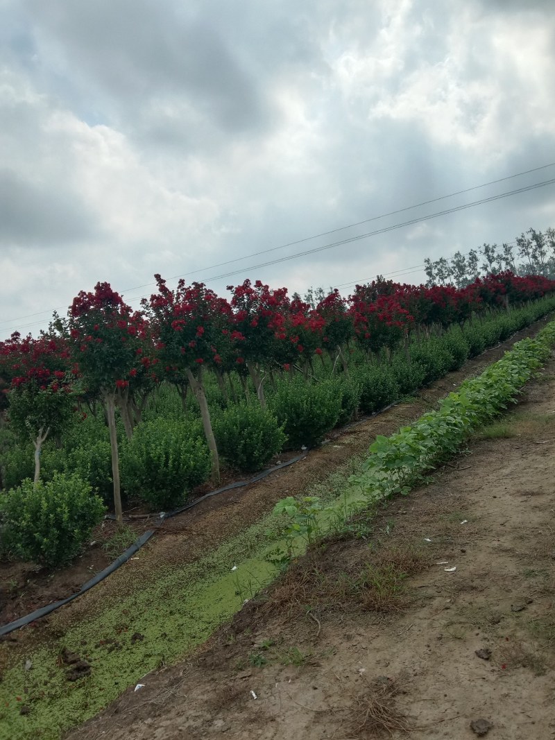 紫薇原生美国红火箭天鹅绒红火球基地直拱