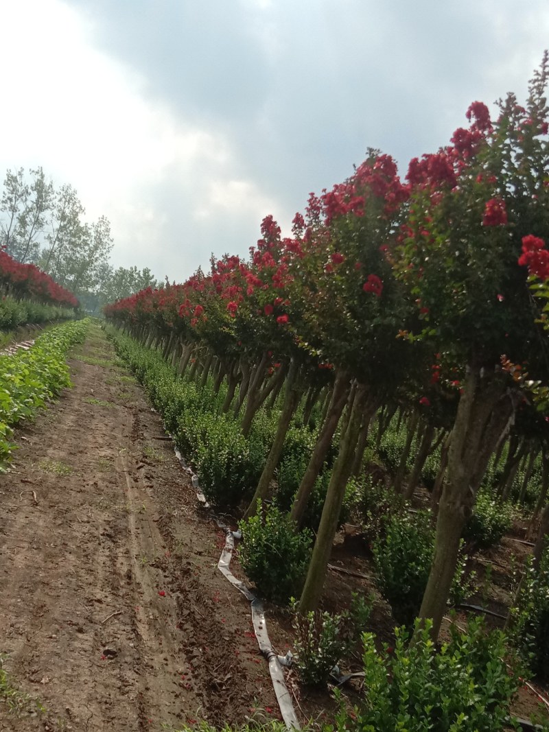 紫薇原生美国红火箭天鹅绒红火球基地直拱