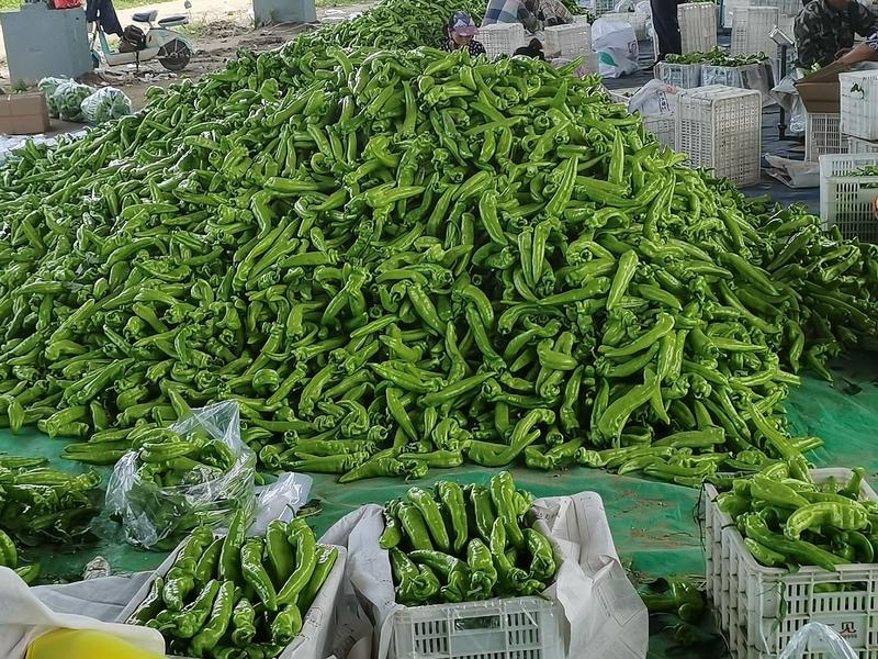 (热销)辽宁鞍山精品辣椒大量上市发往全。优先欢迎全国老板