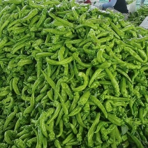 (热销)辽宁鞍山精品辣椒大量上市发往全。优先欢迎全国老板