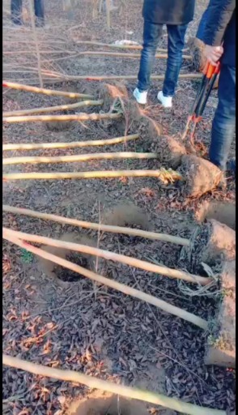 紫薇原生美国红火箭天鹅绒红火球基地直拱