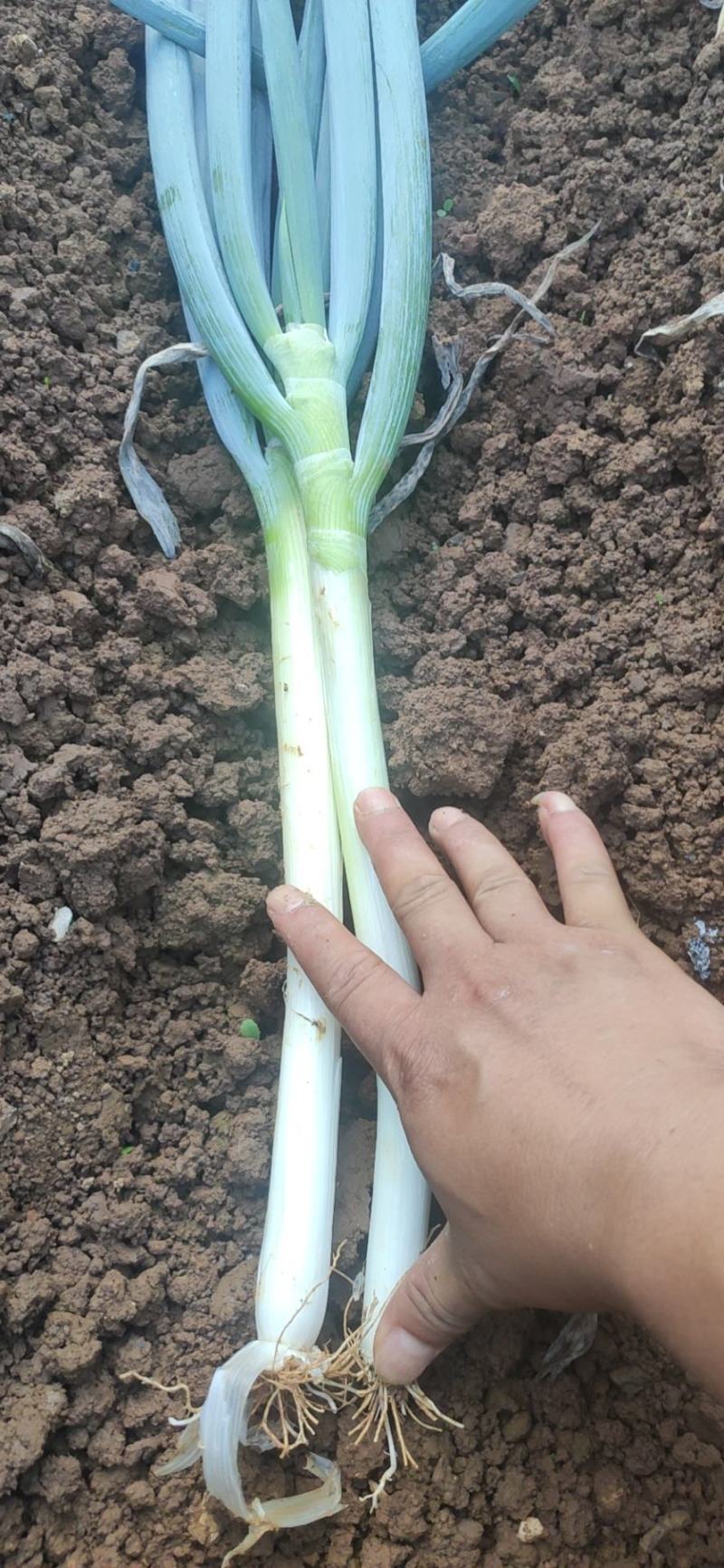 贵州优质铁杆大葱