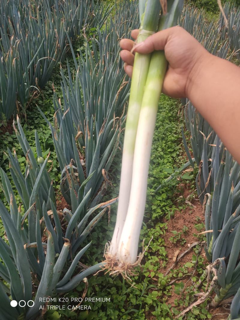 贵州优质铁杆大葱