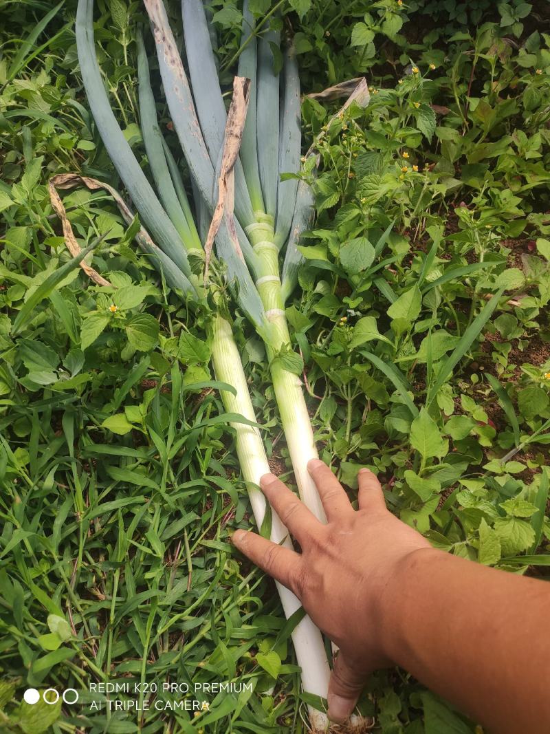 贵州优质铁杆大葱