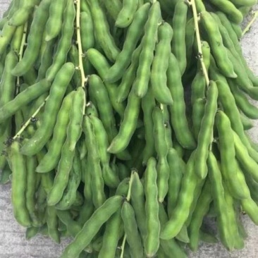 广西现摘新鲜狗爪豆农家自种包邮