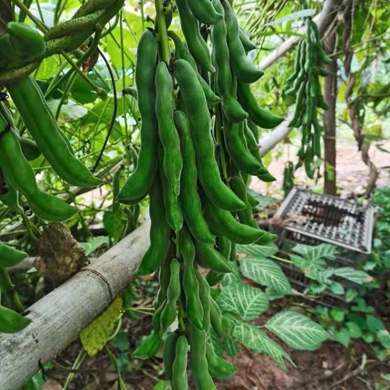 广西现摘新鲜狗爪豆农家自种包邮