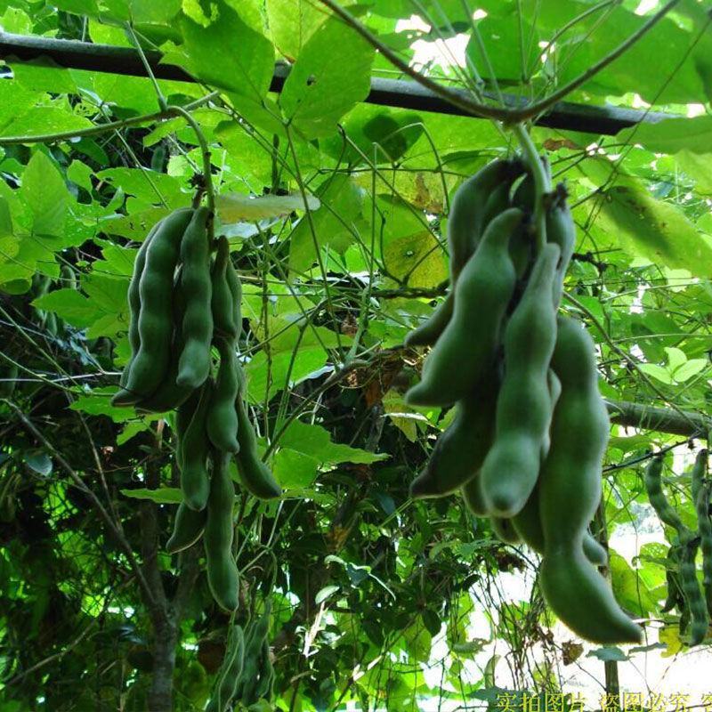 广西现摘新鲜狗爪豆农家自种包邮
