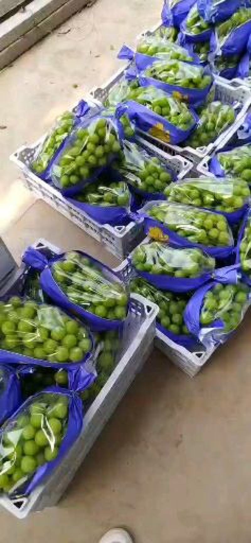 陕西温室大棚阳光玫瑰批发，陕西大荔钢架大棚阳光玫瑰产地