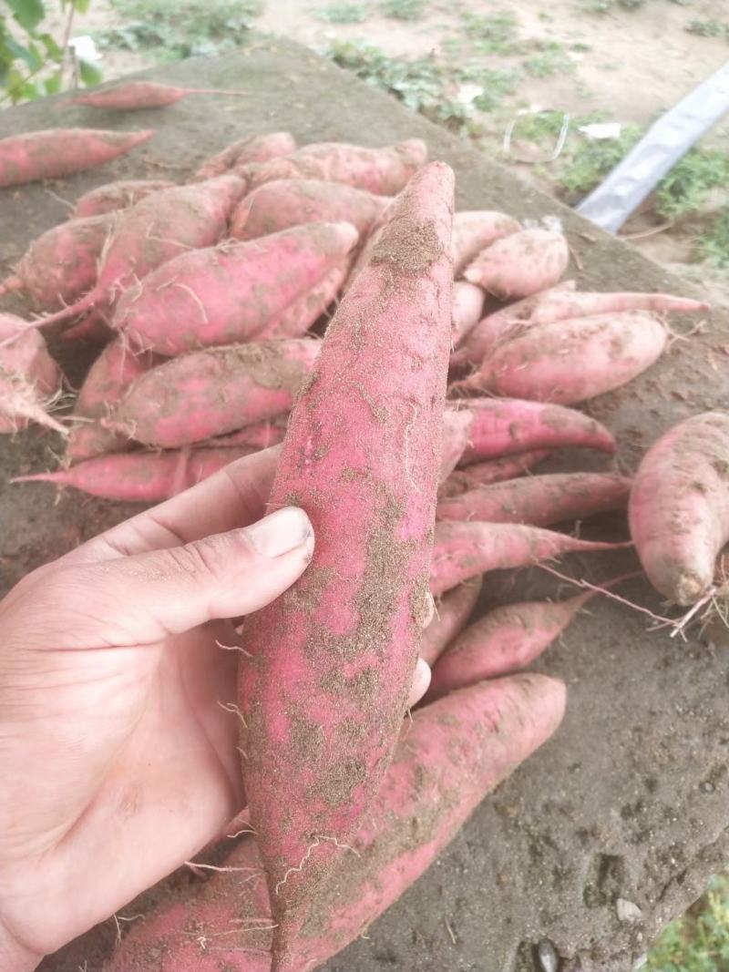 【荐】河北精品西瓜红红薯，大量供应，发往全国各大商超平台
