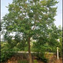 乌桕树胸径15一30公分，分枝2.5一3.5米，大量供应