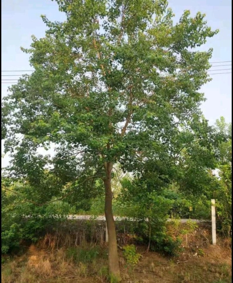 乌桕树胸径15一30公分，分枝2.5一3.5米，大量供应