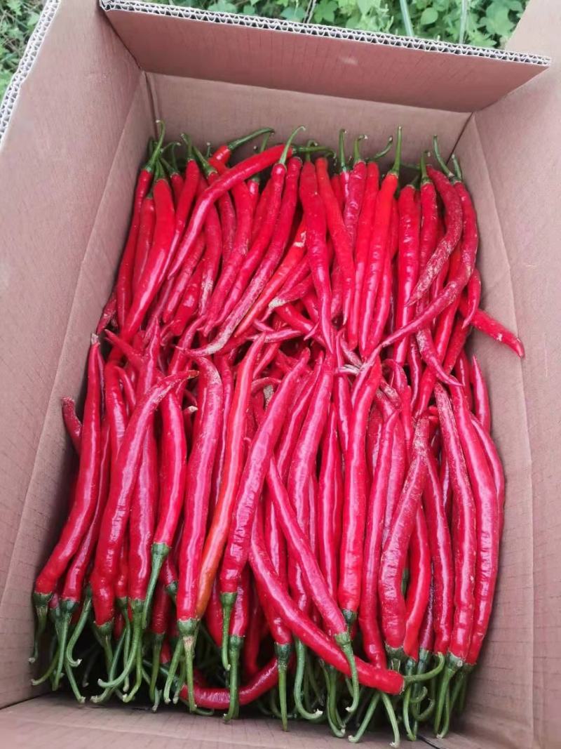 红辣椒红线椒陇南产地直发新鲜辣椒品质保证欢迎联系
