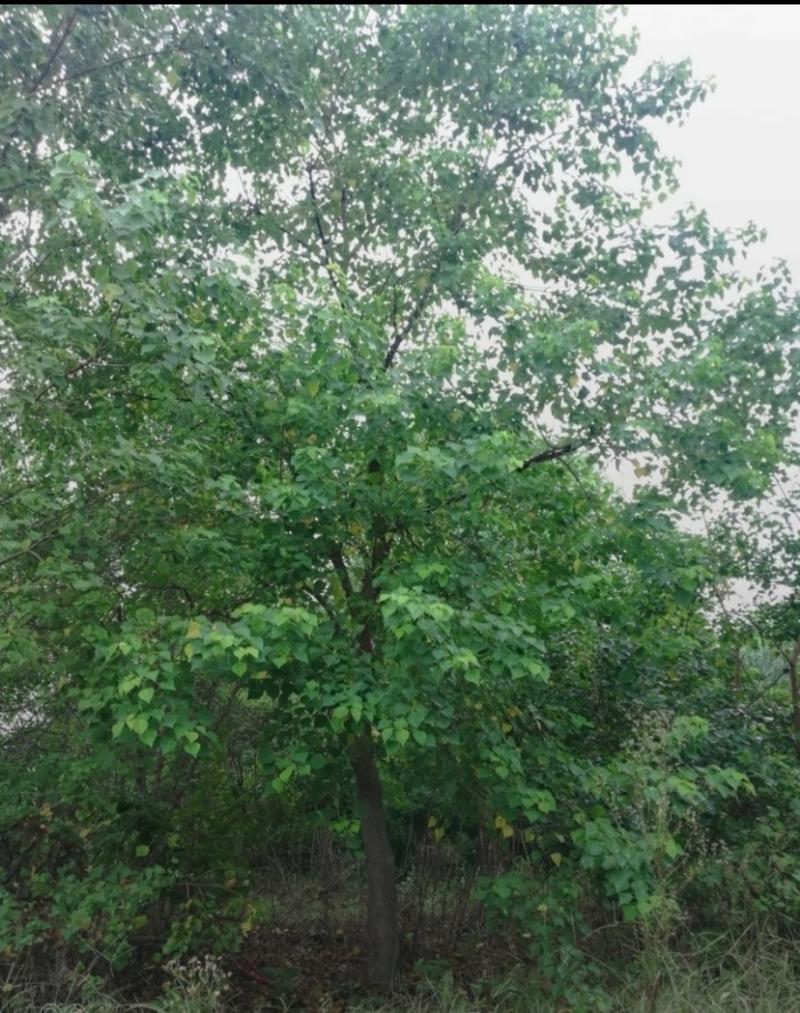 乌桕树胸径15一30公分，分枝2.5一3.5米，大量供应