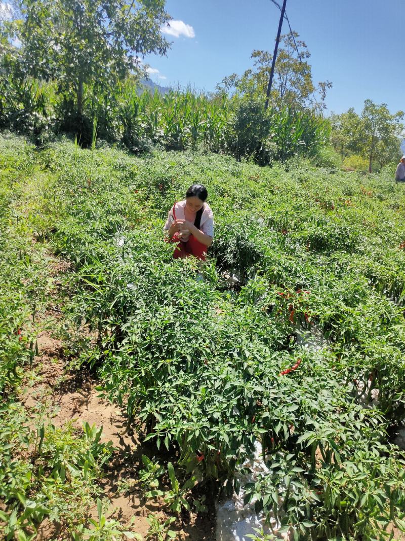 红辣椒红线椒陇南产地直发新鲜辣椒品质保证欢迎联系