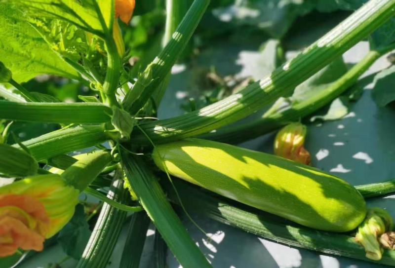 格瑞斯油绿高产西葫芦品种秋延越冬早春均可种植