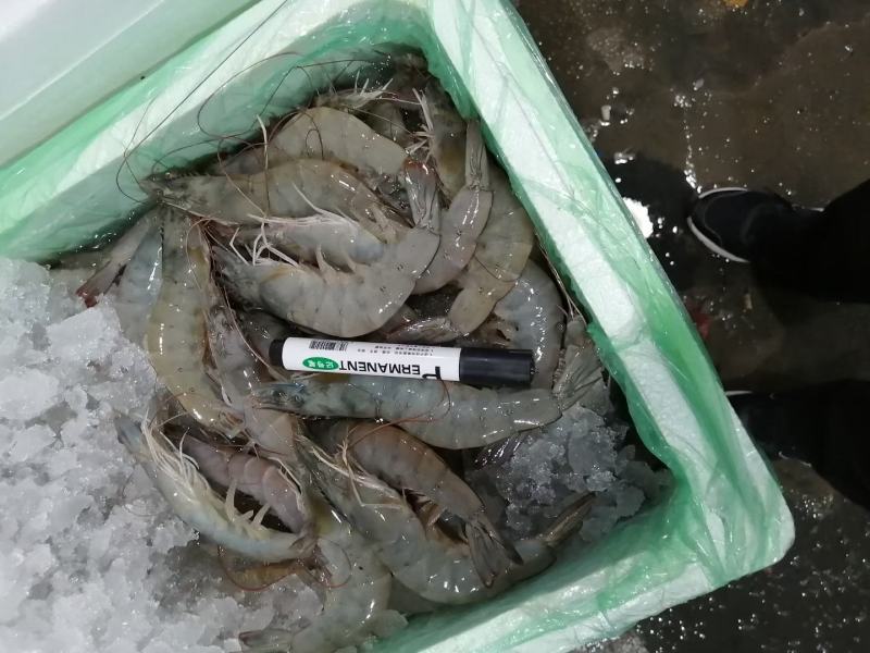 大规格冰鲜虾接团购天天发货