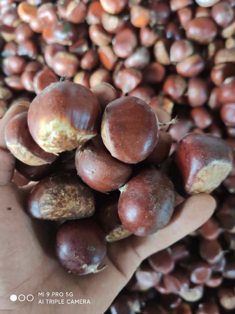 产地直供大板栗，水果板栗，菜栗开始上市！！！！！