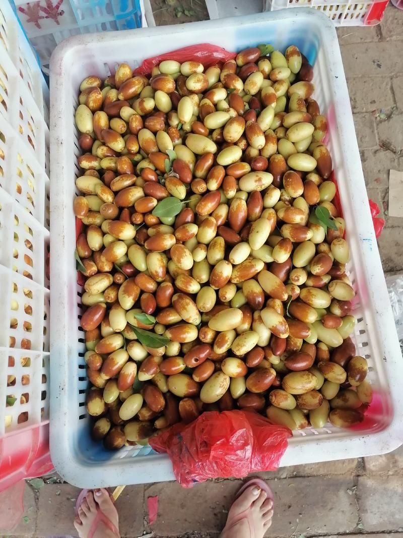 马牙枣