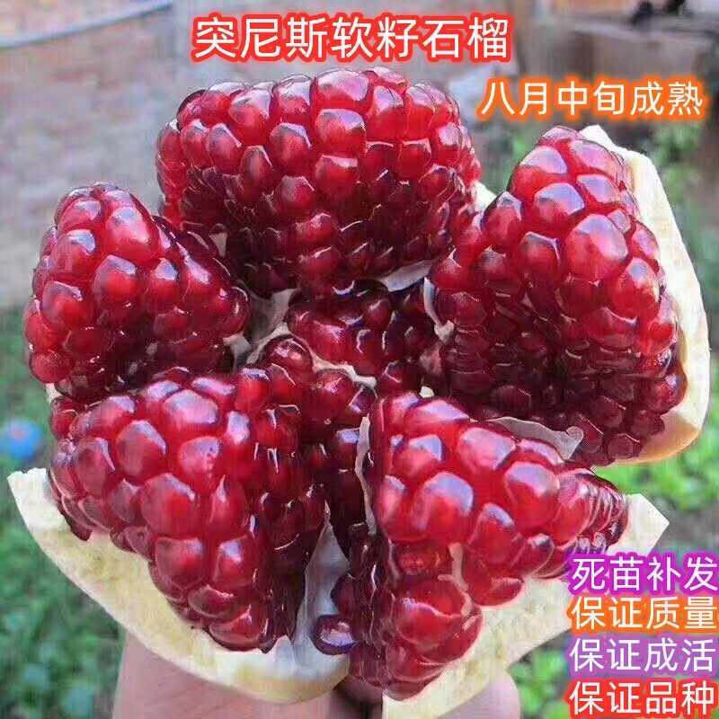 无籽石榴苗特大软子石榴苗突尼斯软子石榴苗特大果甜石榴树苗