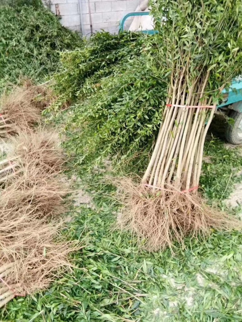 无籽石榴苗特大软子石榴苗突尼斯软子石榴苗特大果甜石榴树苗