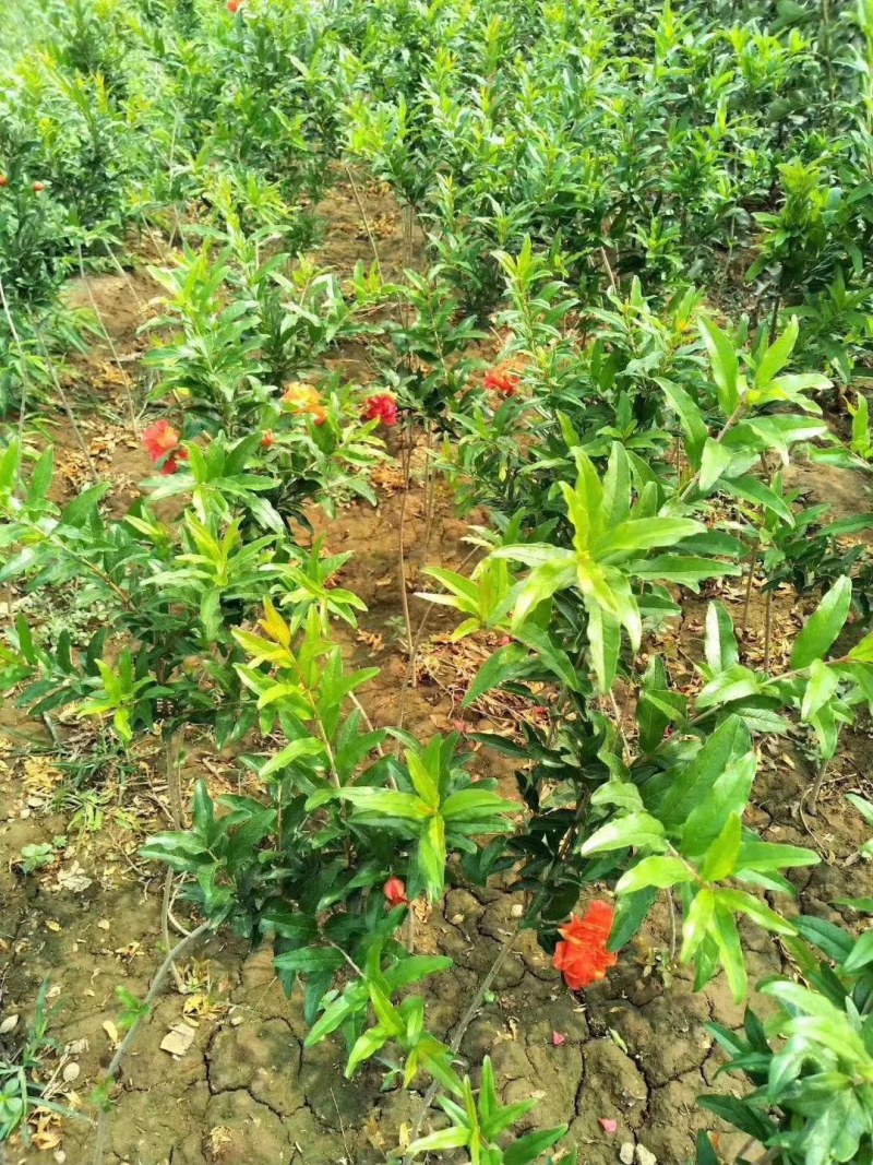 无籽石榴苗特大软子石榴苗突尼斯软子石榴苗特大果甜石榴树苗