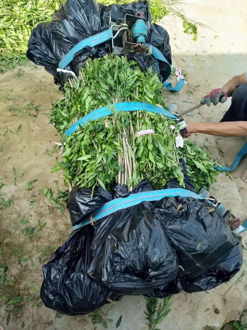 无籽石榴苗特大软子石榴苗突尼斯软子石榴苗特大果甜石榴树苗