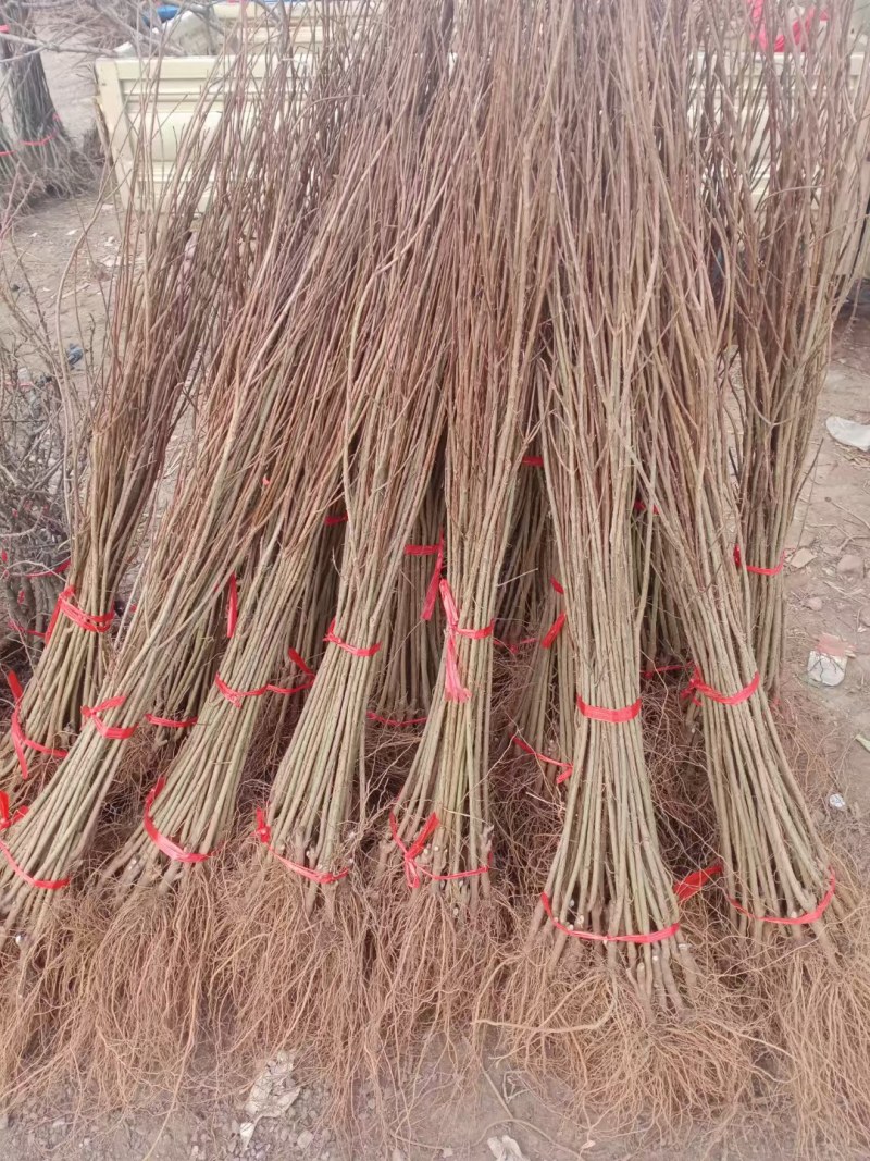 无籽石榴苗特大软子石榴苗突尼斯软子石榴苗特大果甜石榴树苗