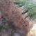 无籽石榴苗特大软子石榴苗突尼斯软子石榴苗特大果甜石榴树苗