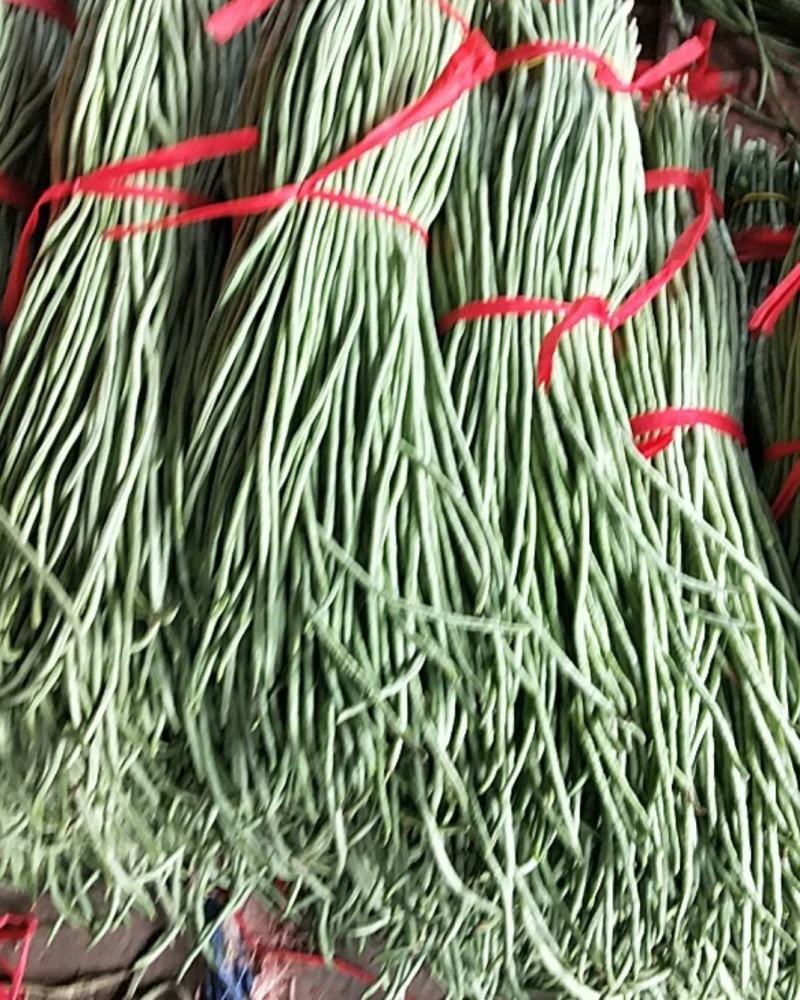 一级二级豆角货源充足质量优有意者联系