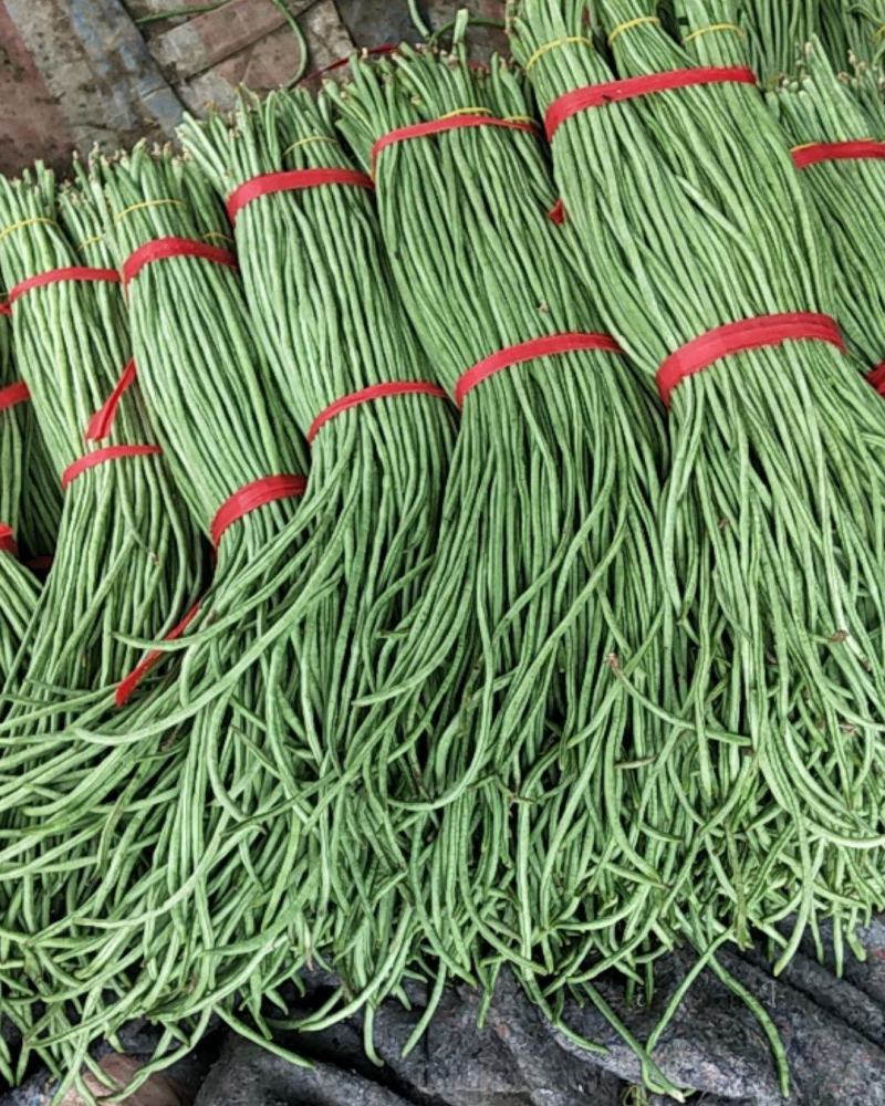 一级二级豆角货源充足质量优有意者联系